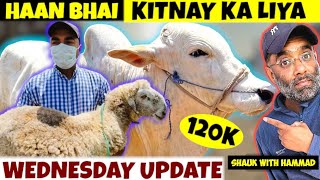 KITNE KA LIYA BHAI❤️‍🔥LAHORE BAKRA MANDI❣️COW MANDI 2024❣️SHAHPUR KANJRA  SHAUK WITH HAMMAD [upl. by Trilbie]