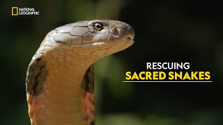 King Cobra Rescue  Search For King Cobra  हिंदी  S1  E1  Nat Geo [upl. by Toffic]