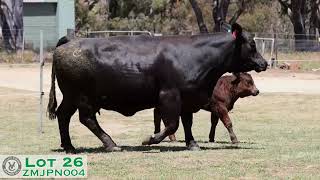 Lot 26 ZMJPN004 VC Simmentals Online Herd Reduction Sale 2024 [upl. by Einor]