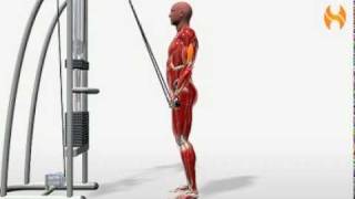 Exercise Videos Rope Triceps Pressdown [upl. by Turner283]