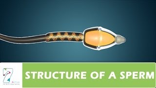 STRUCTURE OF A SPERM [upl. by Nnylak435]