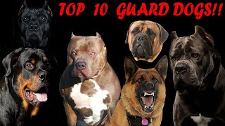 Top 10 best guard dog breeds to protect your family in 2024 [upl. by Bibeau]