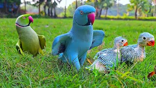 Parrot Talking and Dancing with Baby Parrot [upl. by Tarrsus]