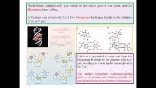 Triple stranded DNA [upl. by Gilmer]