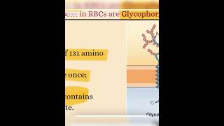 Let’s learn about Types of Integral Membrane Proteins CSIR2024 Glycophorin Band3 LifeScience [upl. by Norga]