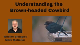 Understanding Brownheaded Cowbirds [upl. by Latton308]