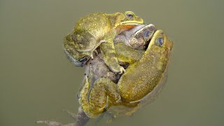 NEET Bufo Copulatory padNuptial pad male frog Sexual dimorphism [upl. by Ainnos310]