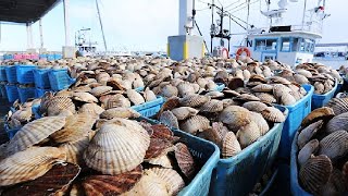 Modern Scallop Fishing Vessel  Hundreds Tons of Scallop Processing in Modern Factory [upl. by Blainey]