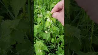 Le Lamier Blanc Plante Médicinale et Comestible  White Dead Nettle Medicinal and Edible Plant [upl. by Eleanora]