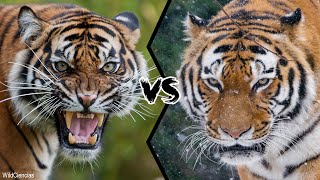 BENGAL TIGER VS SIBERIAN TIGER  Who Is The Strongest [upl. by Euh714]