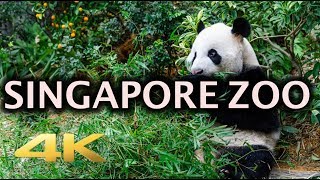 Singapore Zoo Animals Tour 4K [upl. by Ettennaj]