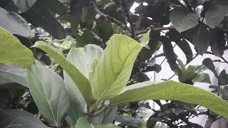 ficus auriculata fruits [upl. by Concha]