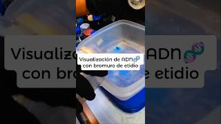 Visualización de ADN 🧬 con bromuro de etidio [upl. by Maximo]