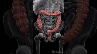 Journey Through Colon Peristalsis anatomy meded biology [upl. by Trixie]