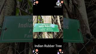 Indian Rubber Tree nature forest thrissur zoo plants shorts yt shorts trending viralvideo [upl. by Ellehs]