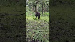 Explore the Elephant’s Power in Kabini National Park [upl. by Adnertal]