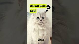 gerçek kedi sesi  Sinirli Kedi sesi ile kedinin dikkatini Çek [upl. by Nymassej634]