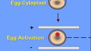 Stem Cells What are Nuclear Transplant Stem Cells [upl. by Aysan308]