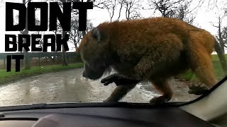 Knowsley Safari Park 2020  Monkeys All Over My Car [upl. by Dewie118]