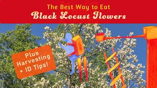 How to Forage and Identify Edible Black Locust Flowers Robinia pseudoacacia [upl. by Nalaf]