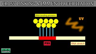 Cross Linking And Immunoprecipitation  Clip Technique  CLIP [upl. by Cyrilla]