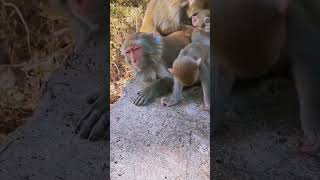 Funny baby monkeys Funny and adorable moments Funny moments that make you laugh to tears 147 [upl. by Gilman]