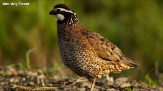 Northern Bobwhite Quail Call  Virginia Quail Call Bobwhite Quail Call [upl. by Lleirbag]