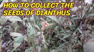 HOW TO COLLECT THE SEEDS OF DIANTHUS [upl. by Pardo]