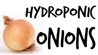 Can You Grow Hydroponic Onions [upl. by Yrek]