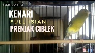 Kenari isian full ciblek prenjak [upl. by Eutnoj646]