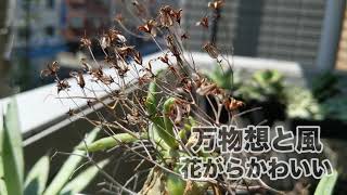 チレコドン・万物想の花がらがかわいい（Tylecodon reticulatus） [upl. by Lehrer]