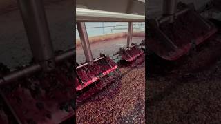 Robotic lagares winemaking in Porto thewinearound porto portwine lagares robot [upl. by Eizeerb979]