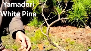 Yamadori White Pine Bonsai Repotting [upl. by Anoek]