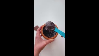 Amazing DIY Chocolate Balls Youll Love 🍫🎨 DIY foodhacks chocolate [upl. by Adamo]