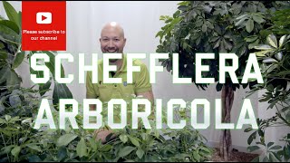 All you need to know about Schefflera Arboricola [upl. by Walden]