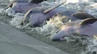 Dolphins Strand Feeding Seabrook SC [upl. by Pickering]