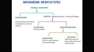 mesoderm derivatives [upl. by Mcintosh]