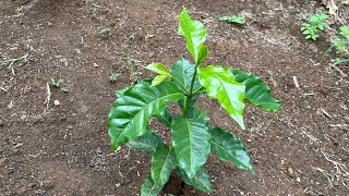 Adubação café novo Nitrato de cálcio Por que usar Café recém plantado [upl. by Assennav246]