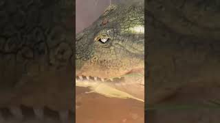 crocodile 🐊 animalshorts wildlife crocodiles crocodilelife crocodileandy cuteanimals croc [upl. by Jonathan]