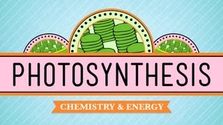 Photosynthesis Crash Course Biology 8 [upl. by Haletta]