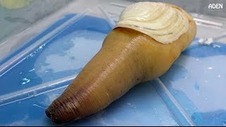 Geoduck Sashimi  Street Food in Japan [upl. by Yreffej165]