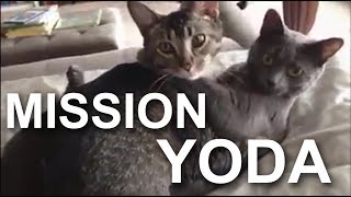 MISSION YODA  PAROLE DE CHAT vidéo BONUS de remerciement pour les 100 sur Ulule [upl. by Fairlie]