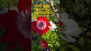 Growth 🌻 growth evolve motivation lawofattraction [upl. by Fabe490]