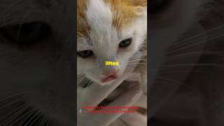 Dramatic Kitten Rescue  Heartwarming Ending kittenrescue catrescue felinerescue [upl. by Timofei900]