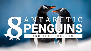 8 Antarctic penguins and their sounds [upl. by Lorrayne]