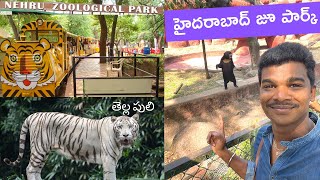 Hyderabad Zoo Park 🐯 Nehru Zoological Park  Raju kanneboina [upl. by Loferski156]