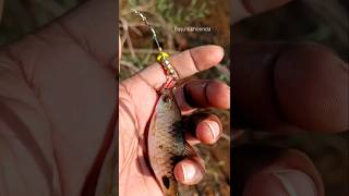 Berkley cherrywoodspinnerfishing ultralight [upl. by Arly]