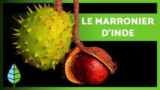 Le MARRONNIER DINDE 🌰🌿 Bienfaits Propriétés et Contreindications [upl. by Etteinotna]