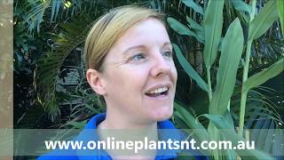 How to propagate Hedychium Coronarium ornamental ginger [upl. by Llerrad]