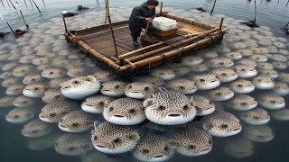 Millions of Deadly Pufferfish  How do Japanese fishermen handle and prepare poisonous pufferfish [upl. by Htezzil]